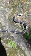 Amphisbaena fuliginosa