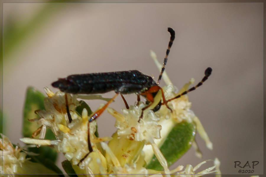 Paraeclipta tenuis
