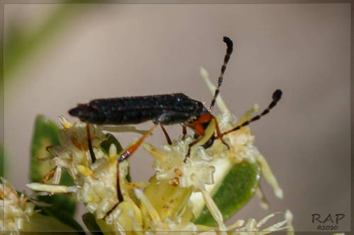 Paraeclipta tenuis