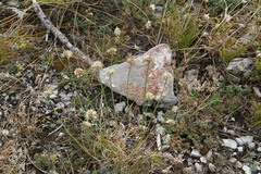 Allium marschalianum