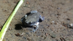 Uperodon globulosus