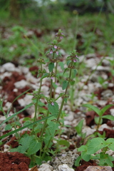 Stachys agraria