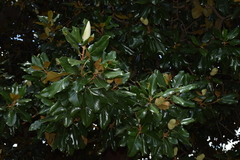 Magnolia grandiflora