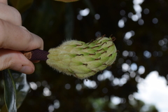Magnolia grandiflora