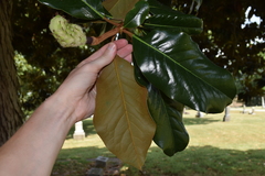 Magnolia grandiflora