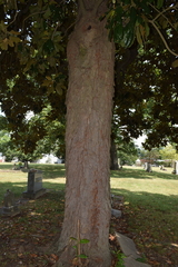 Magnolia grandiflora