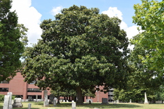 Magnolia grandiflora