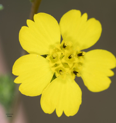 Deinandra