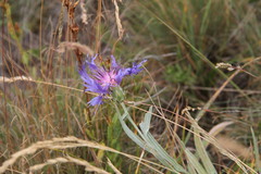 Centaurea fuscomarginata