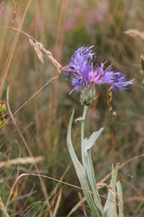 Centaurea fuscomarginata