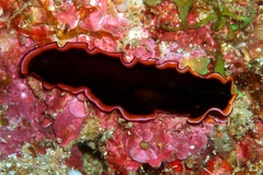 Pseudobiceros gloriosus