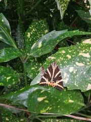 Euplagia quadripunctaria