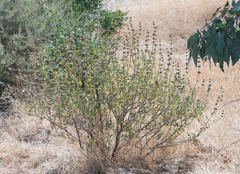 Salvia mellifera