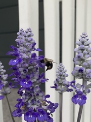 Bombus impatiens