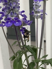 Bombus impatiens