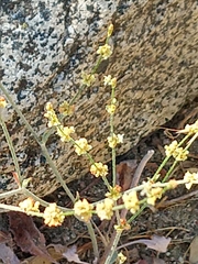 Eriogonum gracile gracile