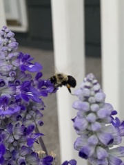 Bombus impatiens