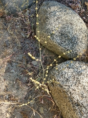 Eriogonum gracile gracile