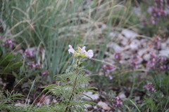 Salvia scabiosifolia