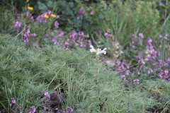 Salvia scabiosifolia