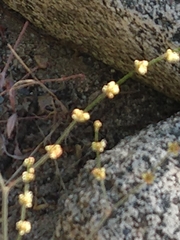 Eriogonum gracile gracile