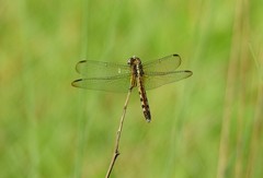 Erythrodiplax minuscula