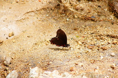 Mimoides phaon phaon