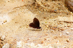 Mimoides phaon phaon