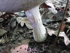 Tylopilus indecisus