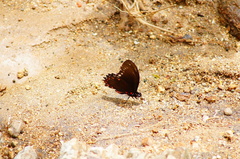 Mimoides phaon phaon