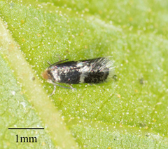 Ectoedemia