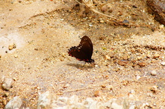 Mimoides phaon phaon