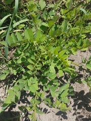 Astragalus canadensis