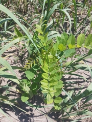 Astragalus canadensis