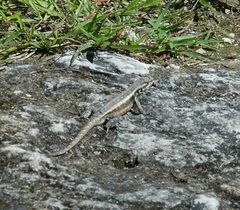 Sceloporus variabilis