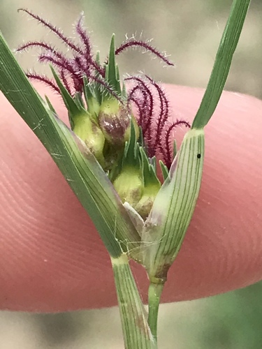 Bouteloua dactyloides