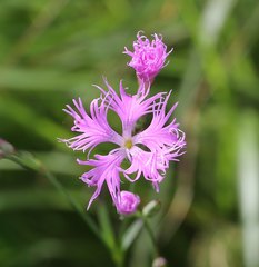 Dianthus superbus superbus