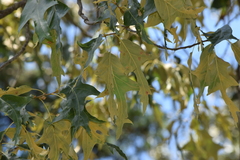 Quercus falcata