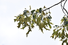 Quercus falcata