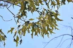 Quercus falcata