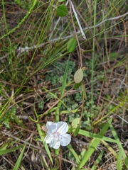 Jacquemontia curtissii