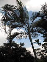 Dypsis lutescens