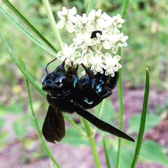 Xylocopa californica arizonensis