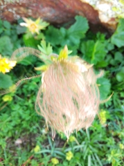 Geum montanum