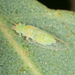 Red Gum Lerp Psyllid - Photo no rights reserved, uploaded by Jesse Rorabaugh
