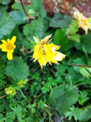 Geum montanum