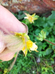 Geum montanum