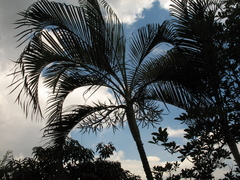 Dypsis lutescens