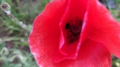 Papaver rhoeas