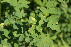 Peronospora meliloti